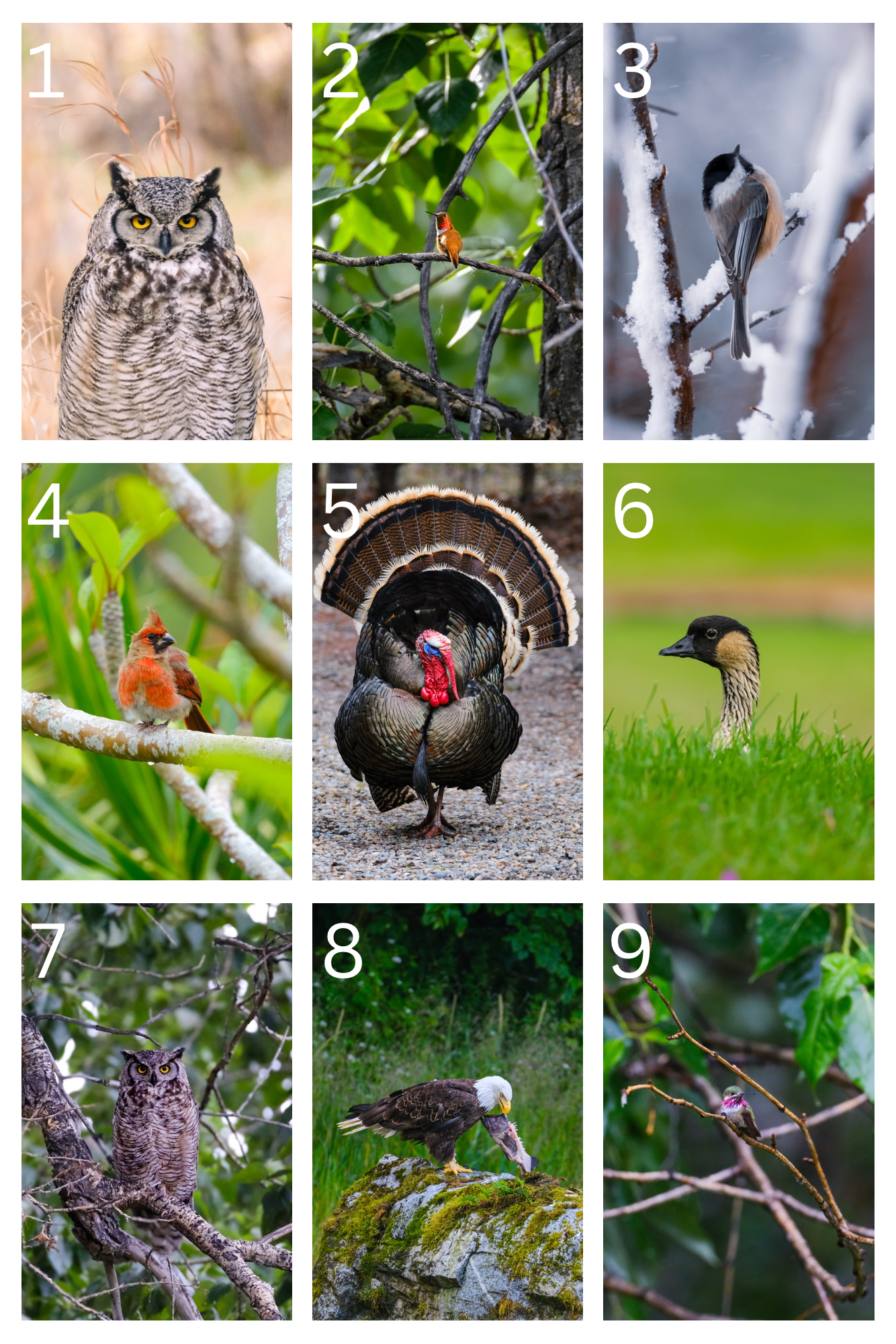 Bird Postcards
