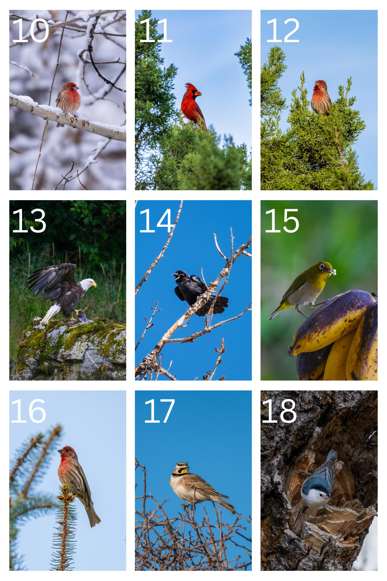 Bird Postcards