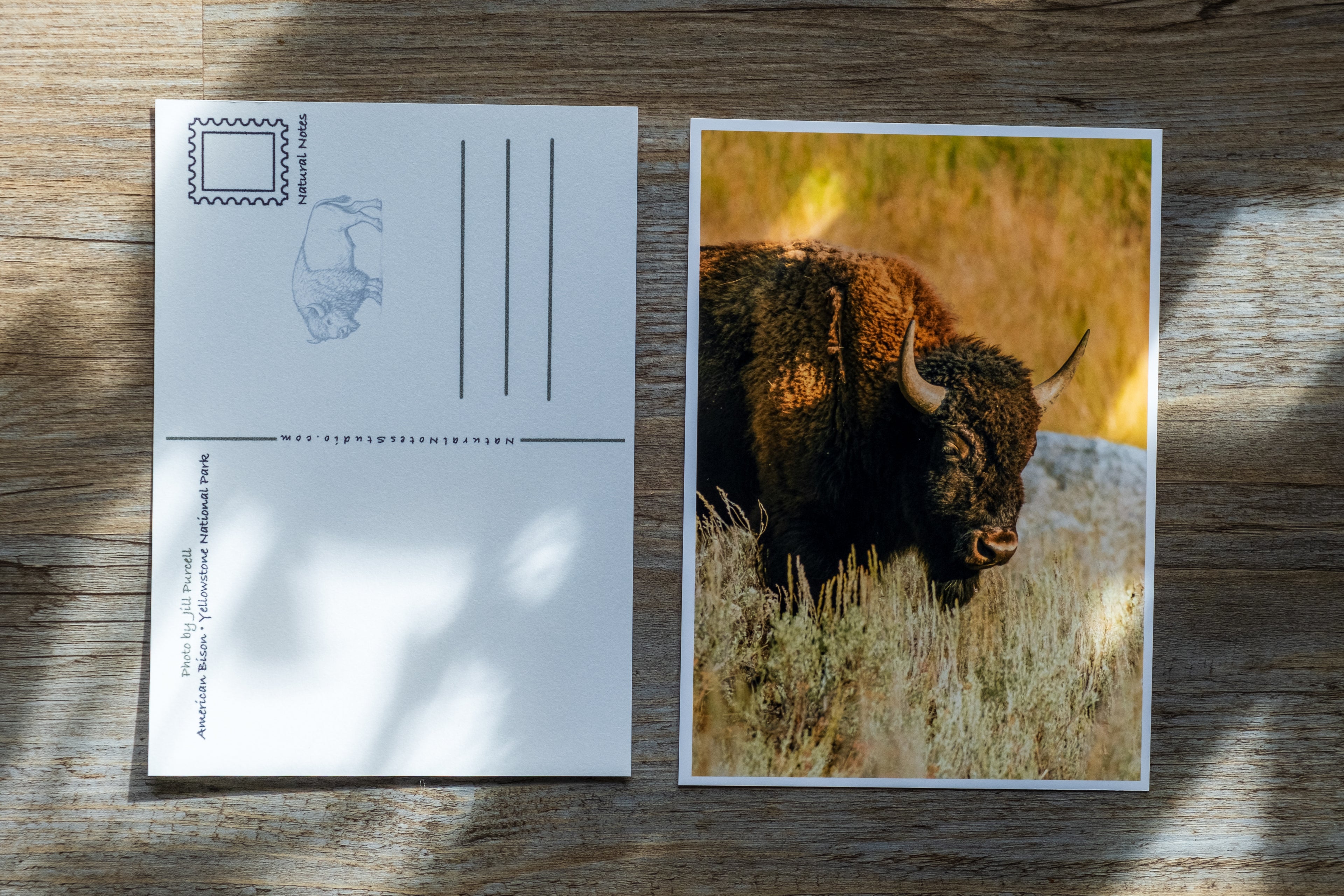 Wildlife Postcards