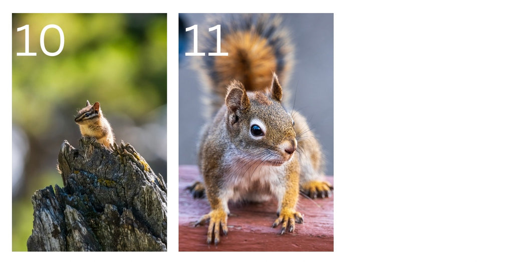 Wildlife Postcards