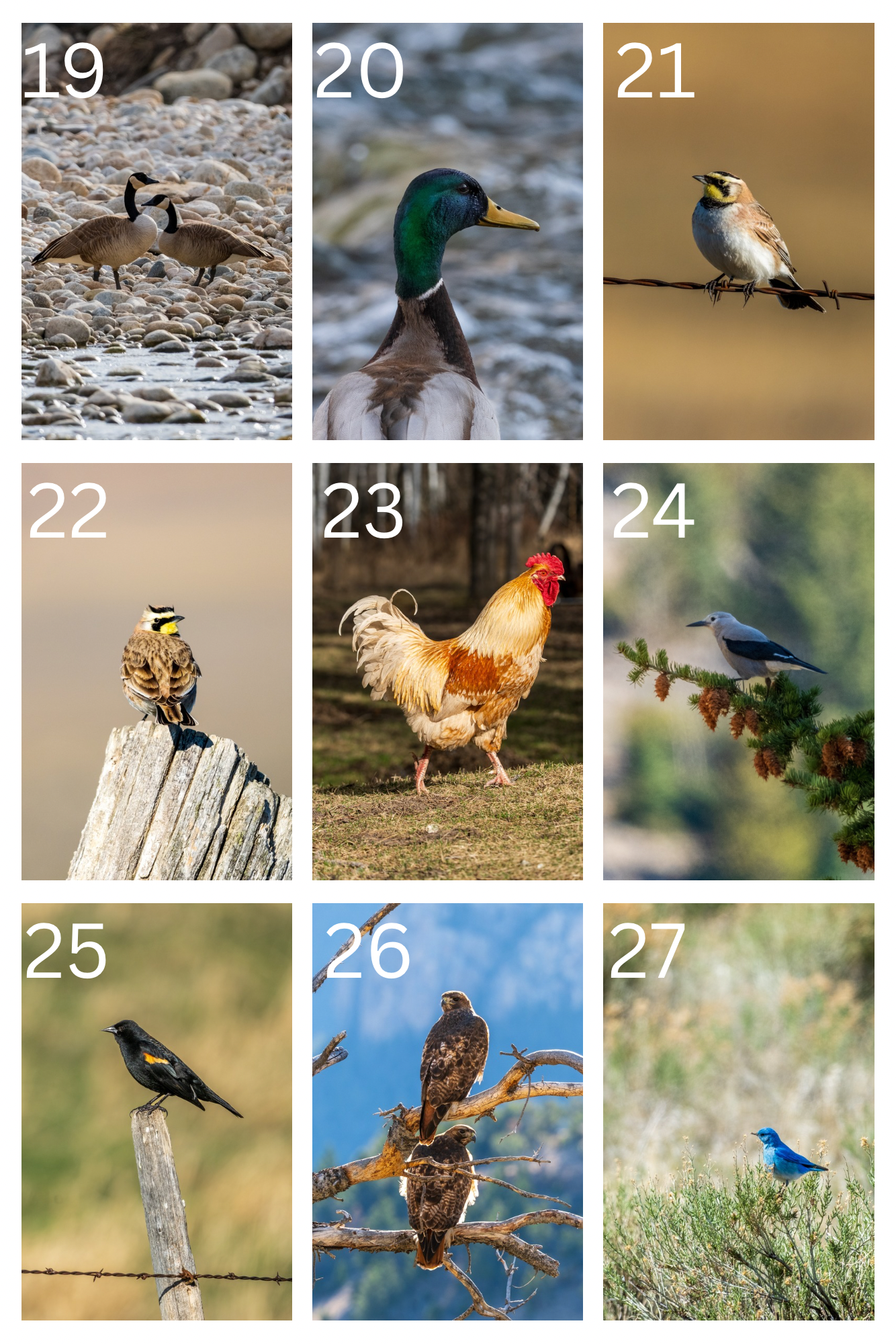Bird Postcards
