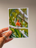 Juvenile Cardnial