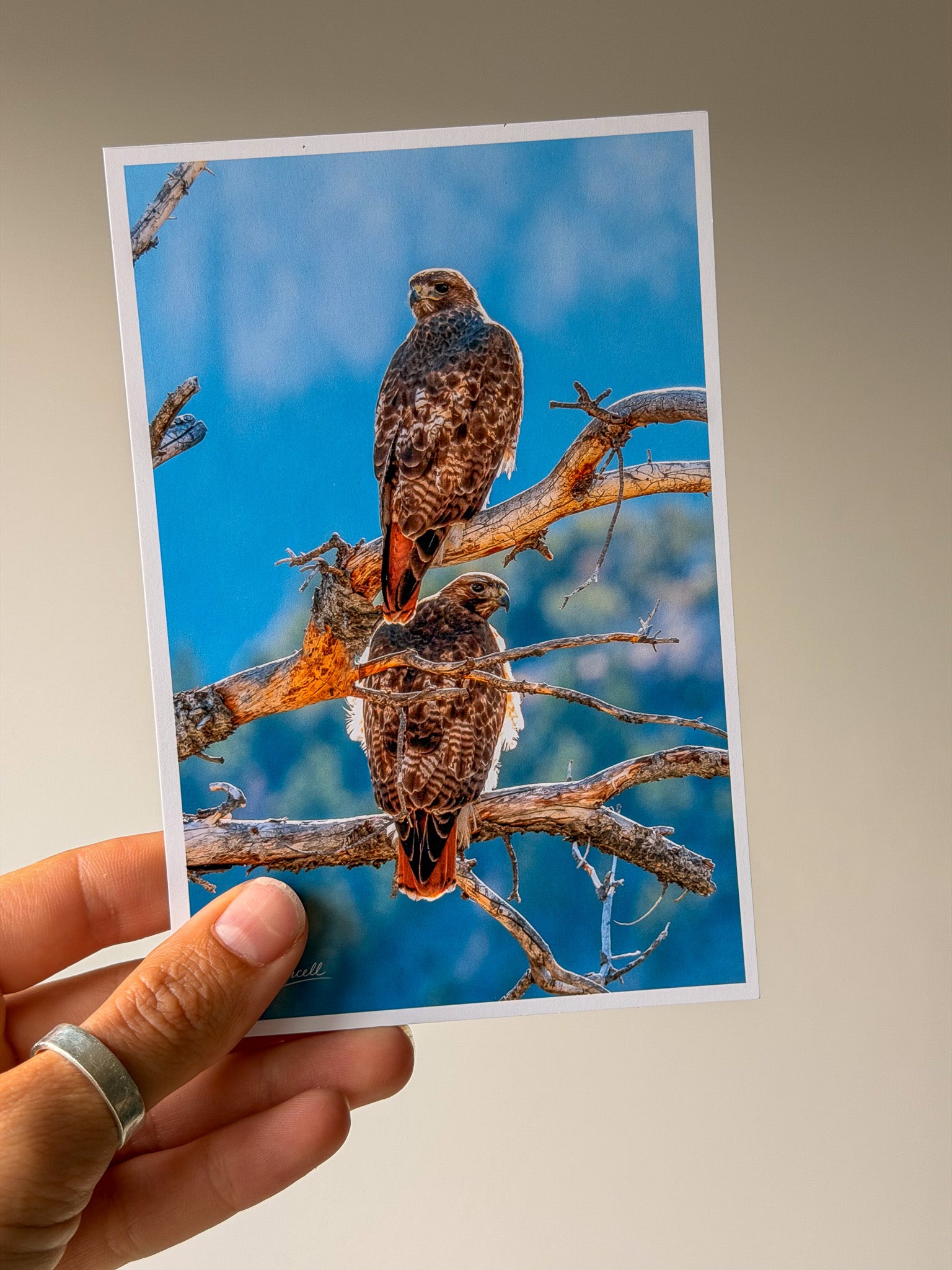 Red Tailed Hawks