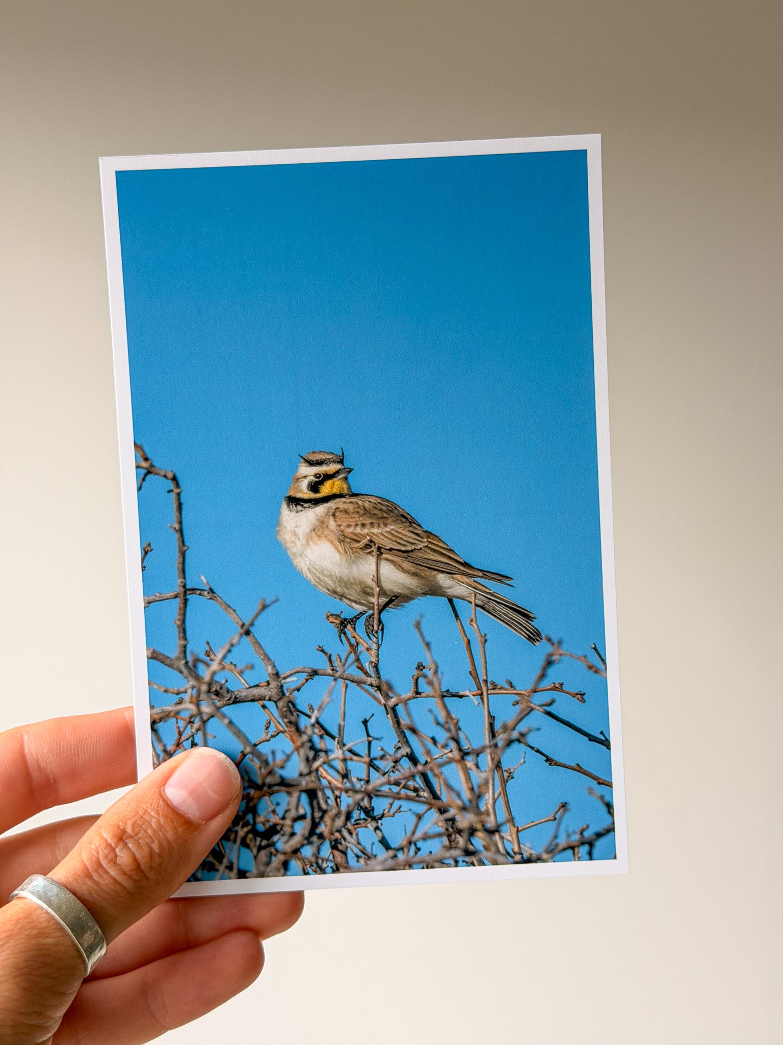 Horned Lark