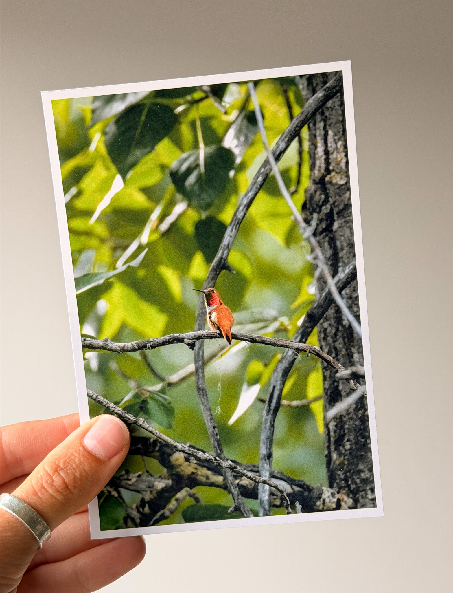Rufous Hummingbird