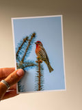 House Finch