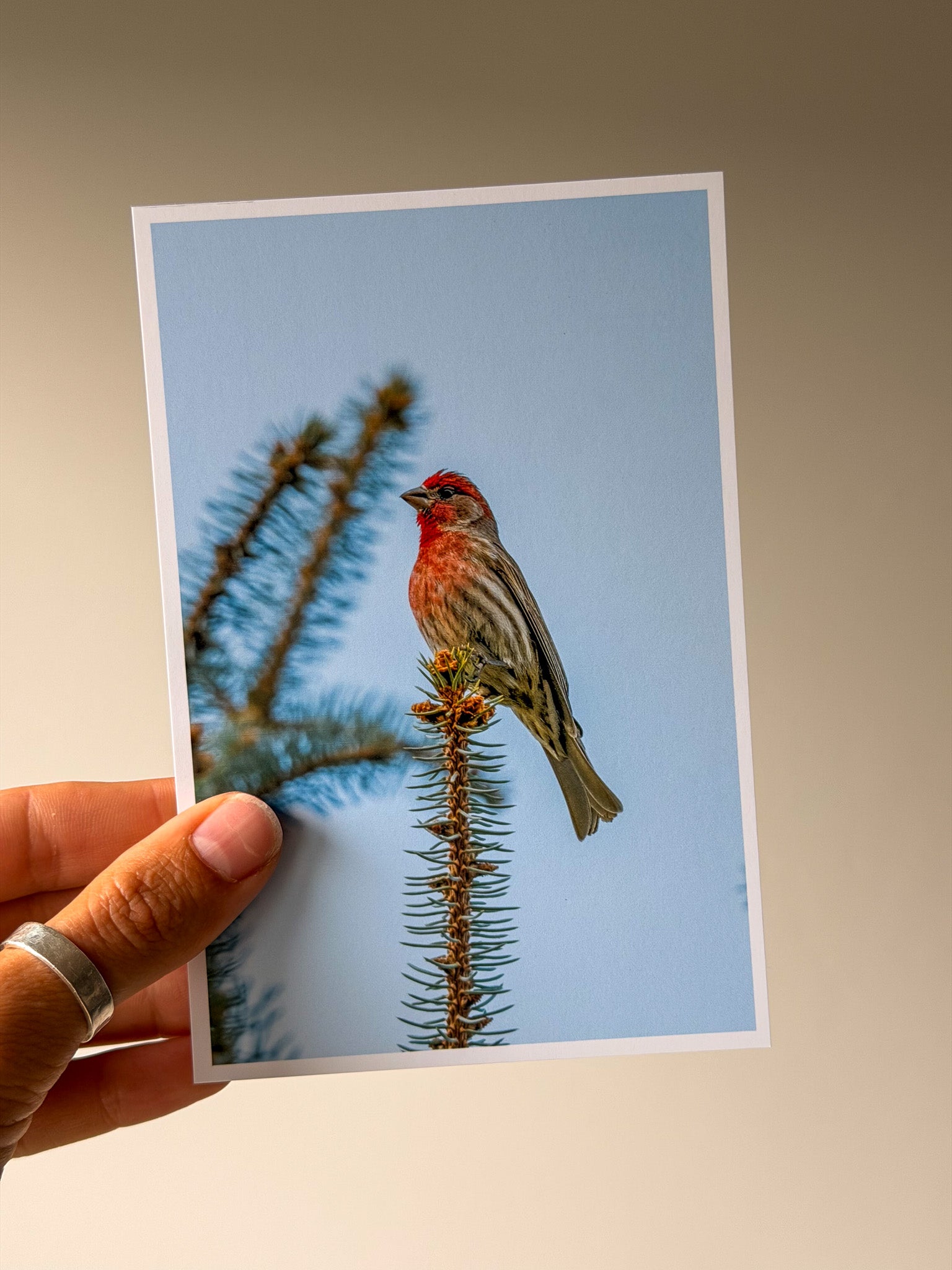 House Finch