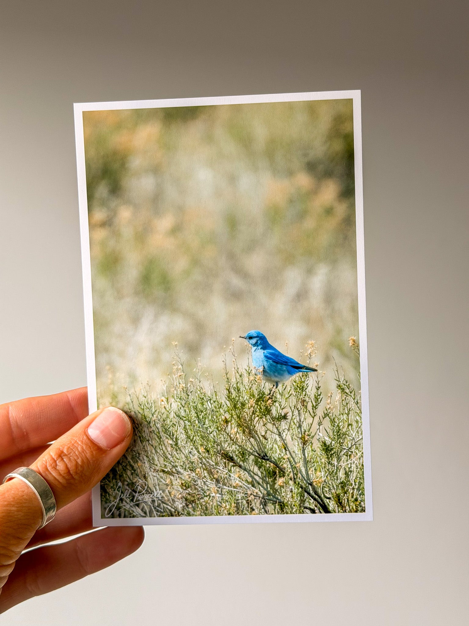 Mountain Blue Bird