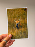 Smiling Fox