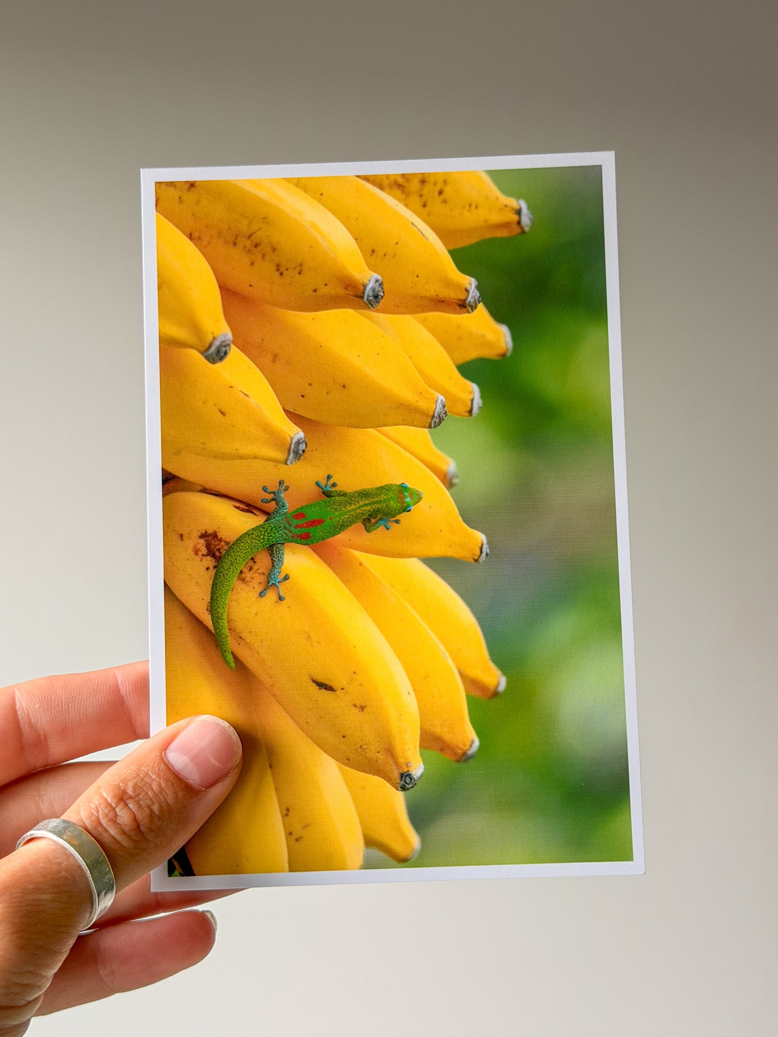 Gecko on Bananas