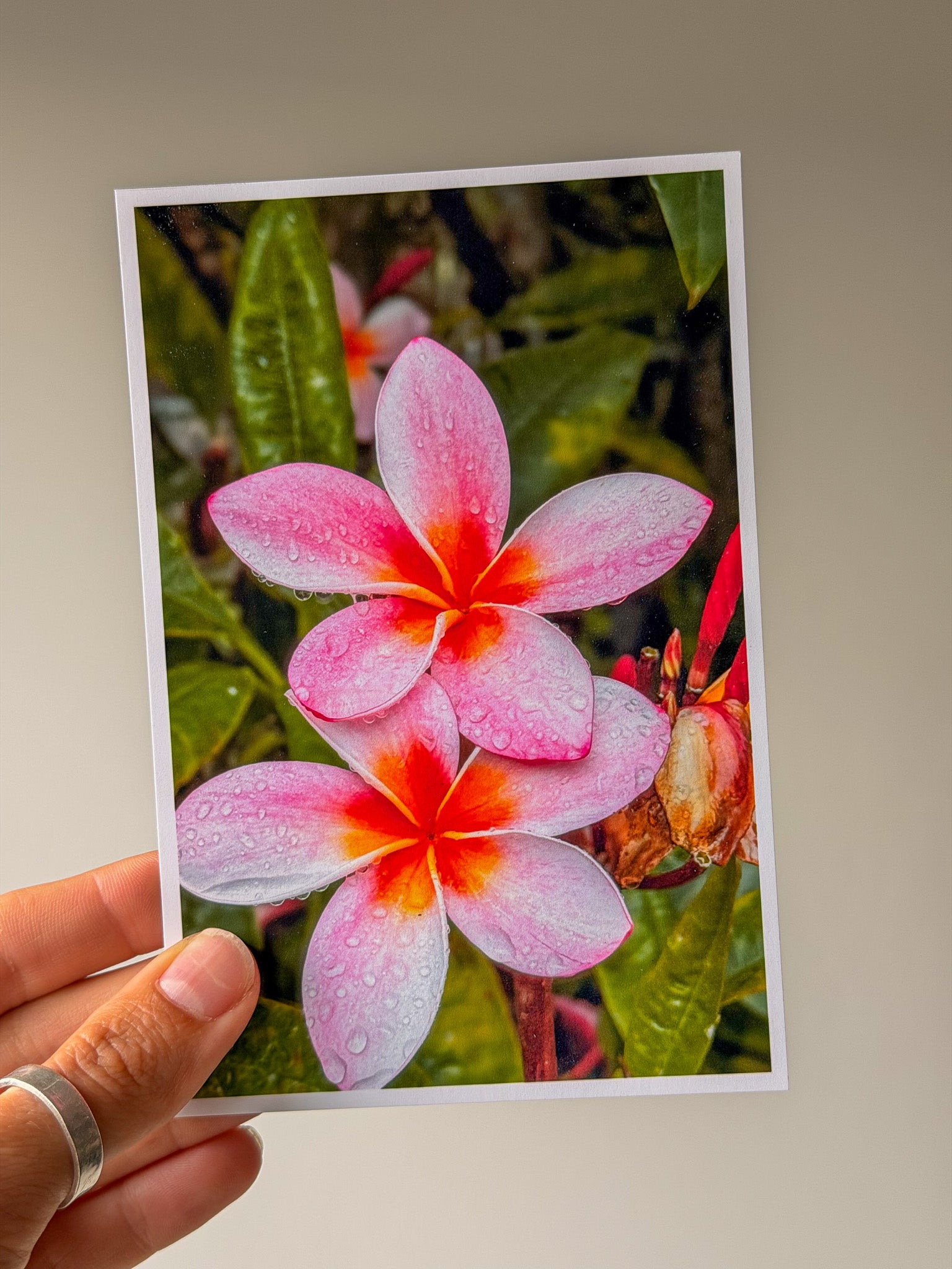 Pink Plumerias