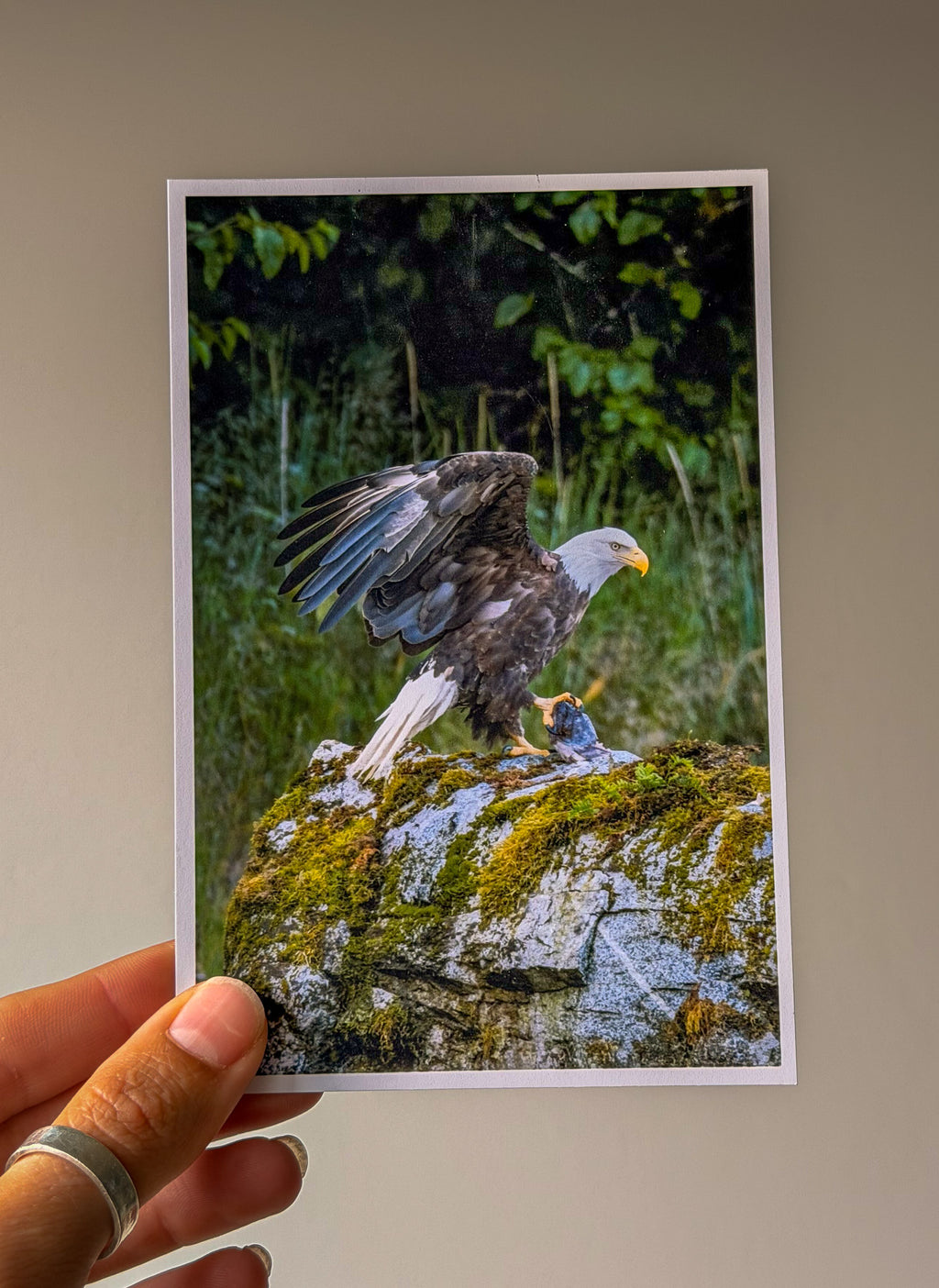 Bald Eagle