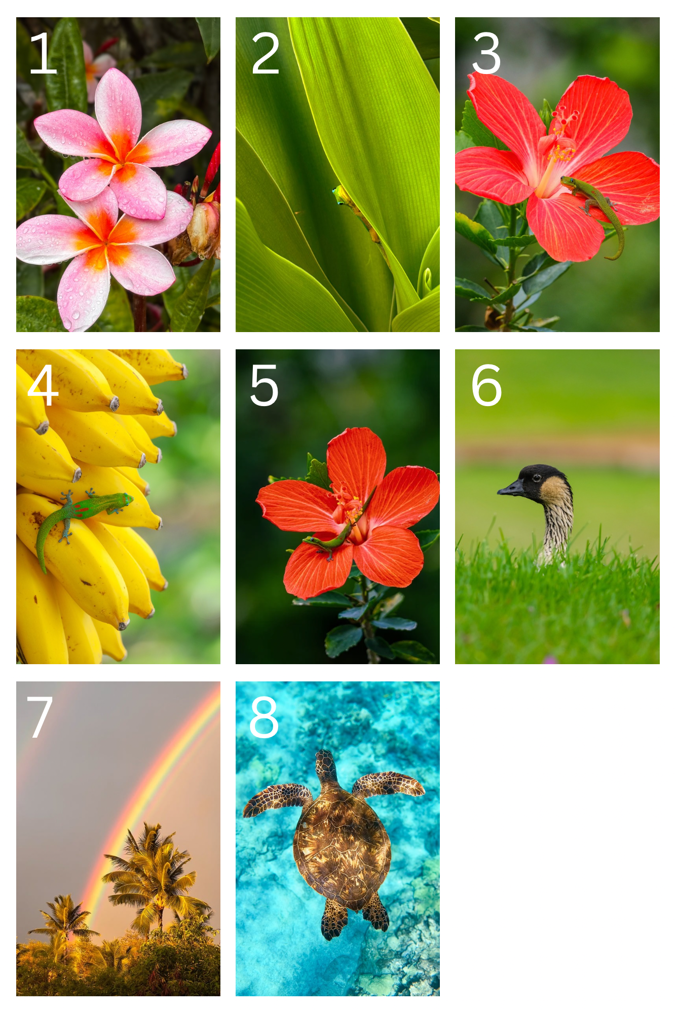 Tropical Postcards
