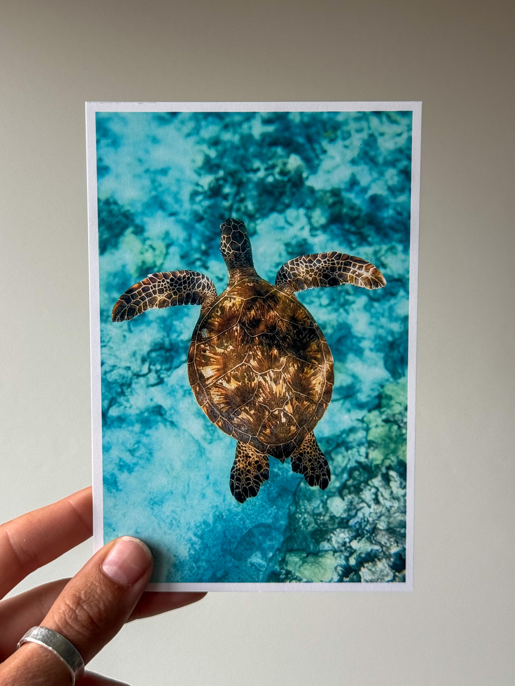 Green Sea Turtle