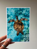 Green Sea Turtle