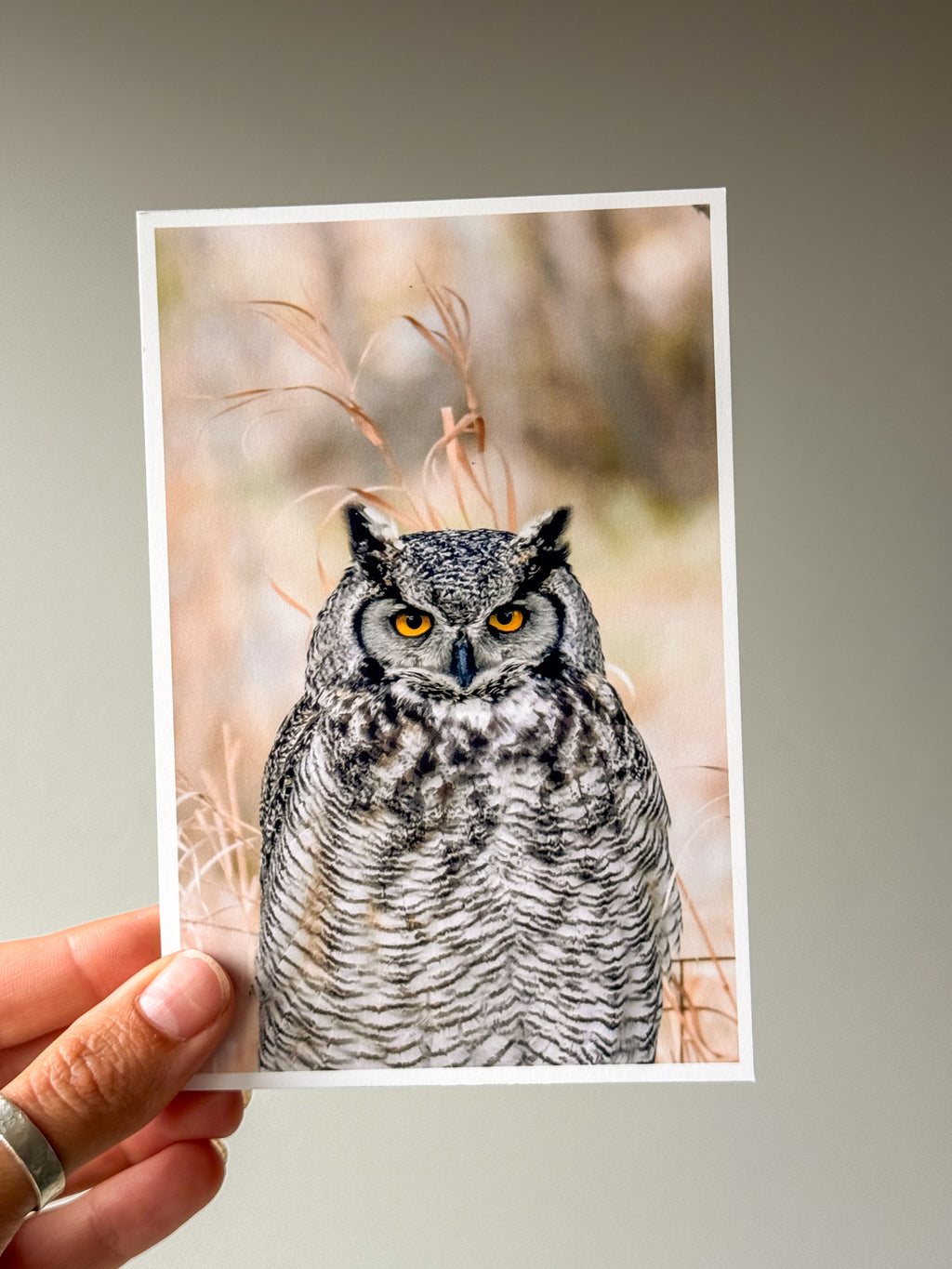 Great Horned Owl