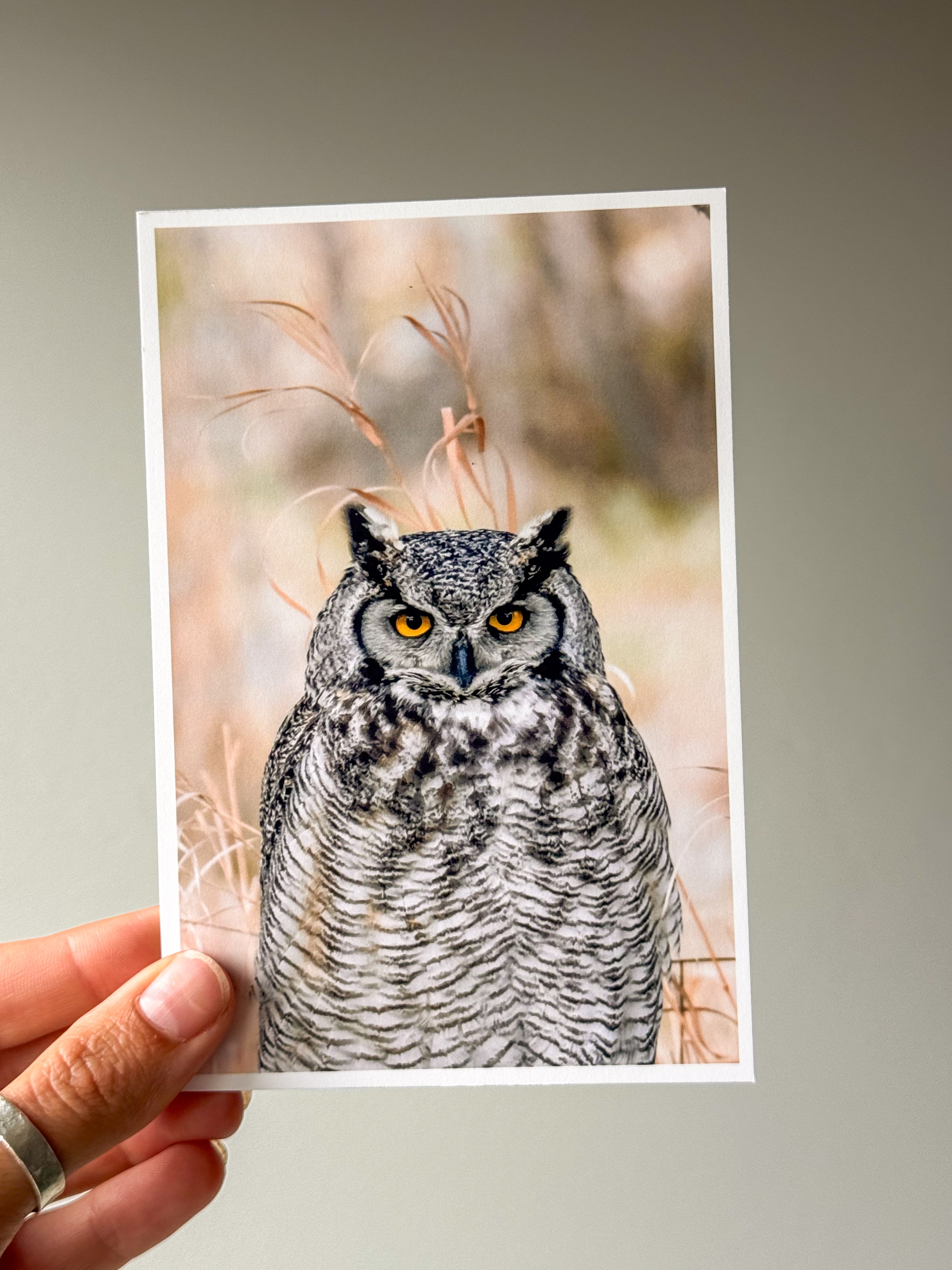 Great Horned Owl