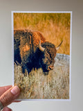 Bison