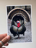 Wild Turkey