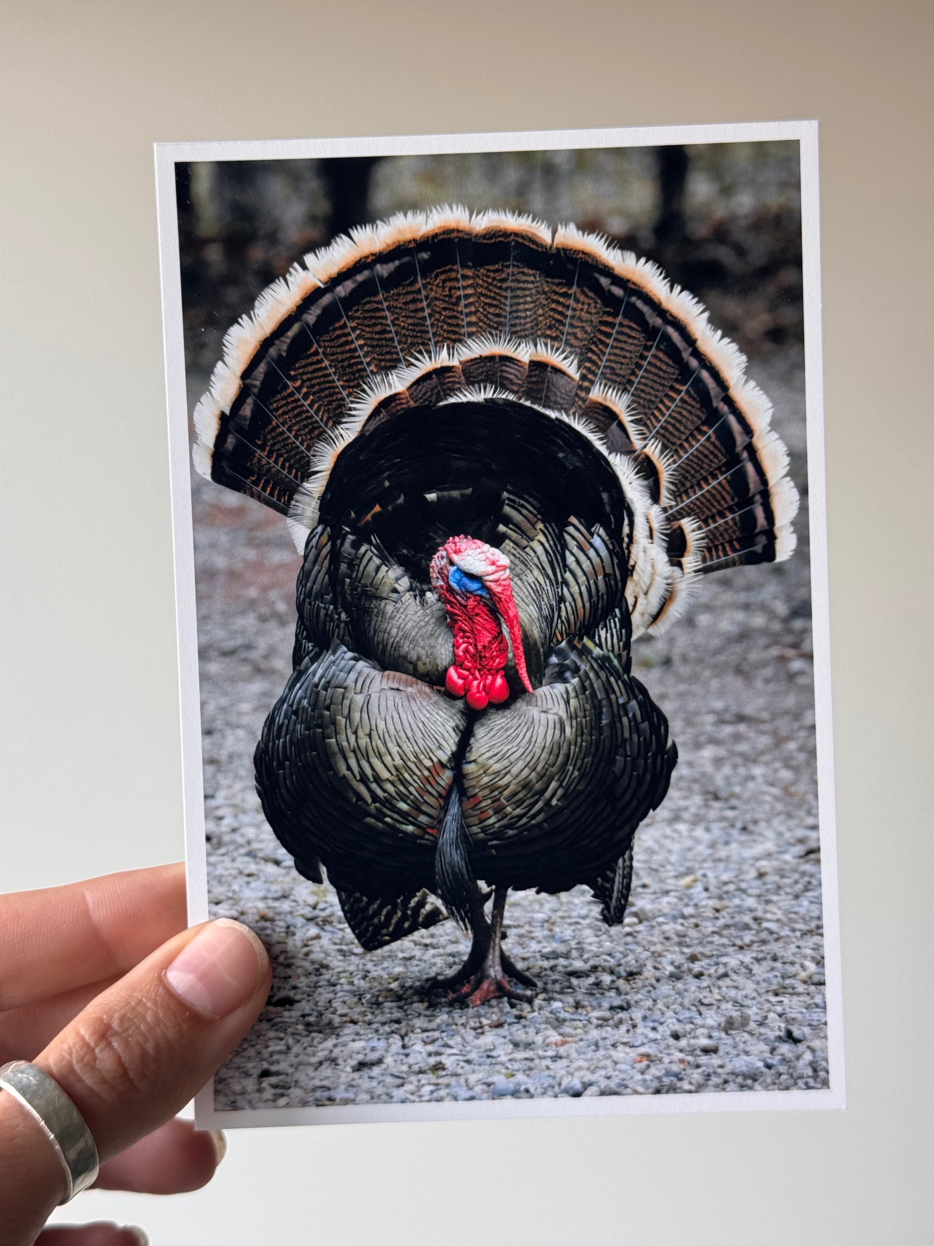 Wild Turkey