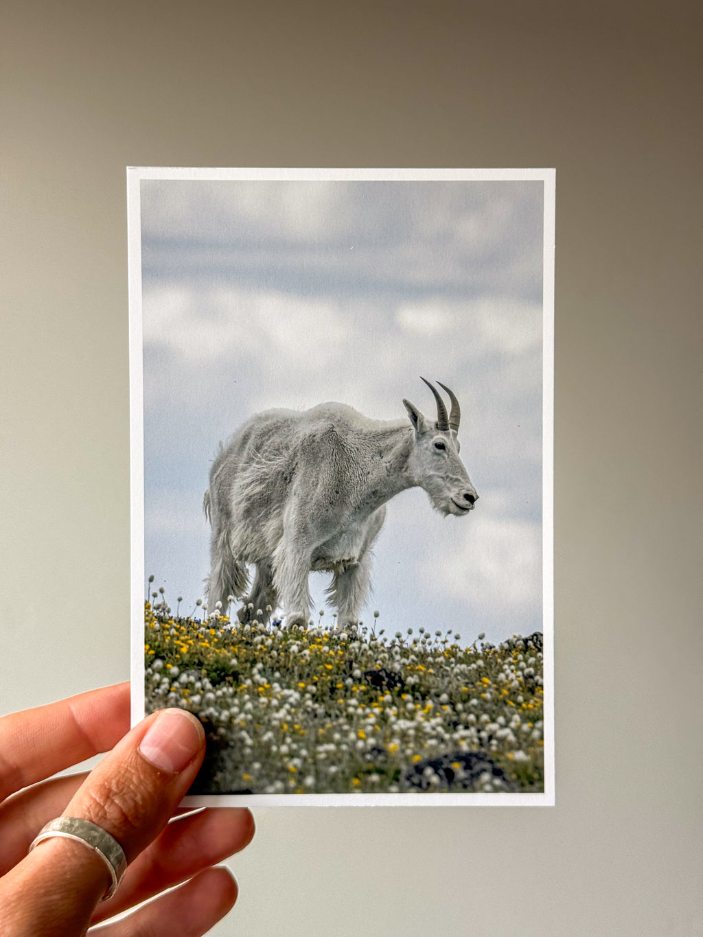 Mountain Goat