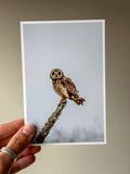 Pueo Owl