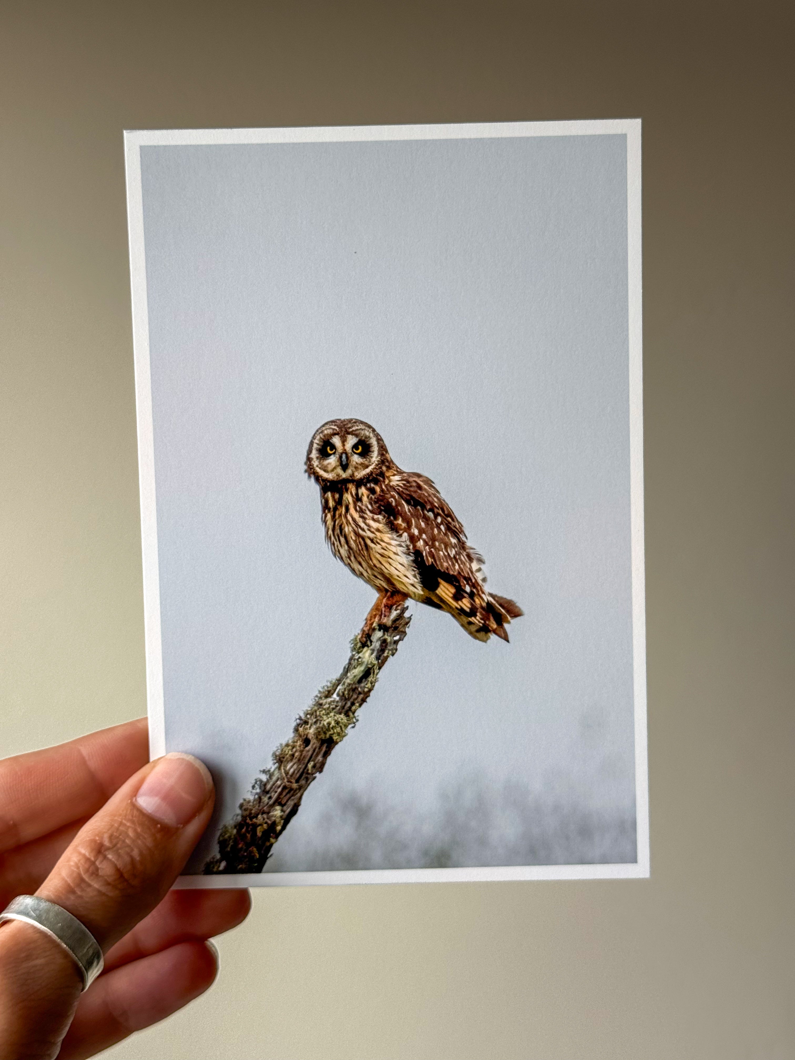 Pueo Owl