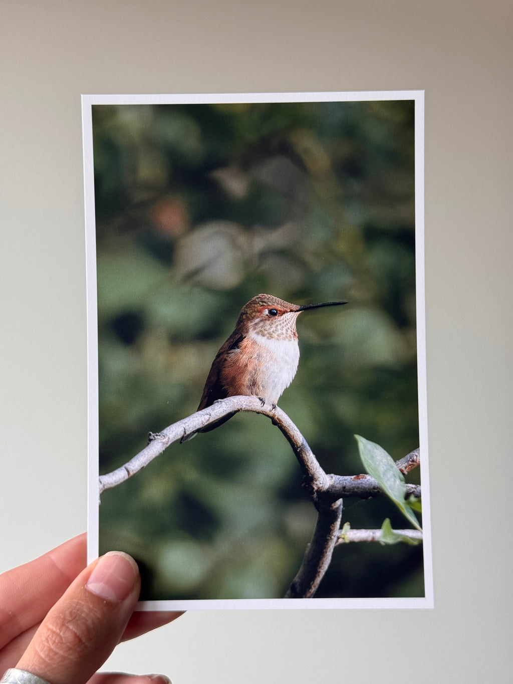 Female Rufous Hummingbird