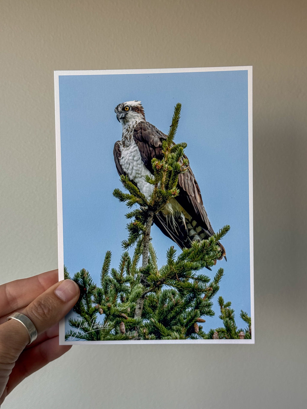 Osprey