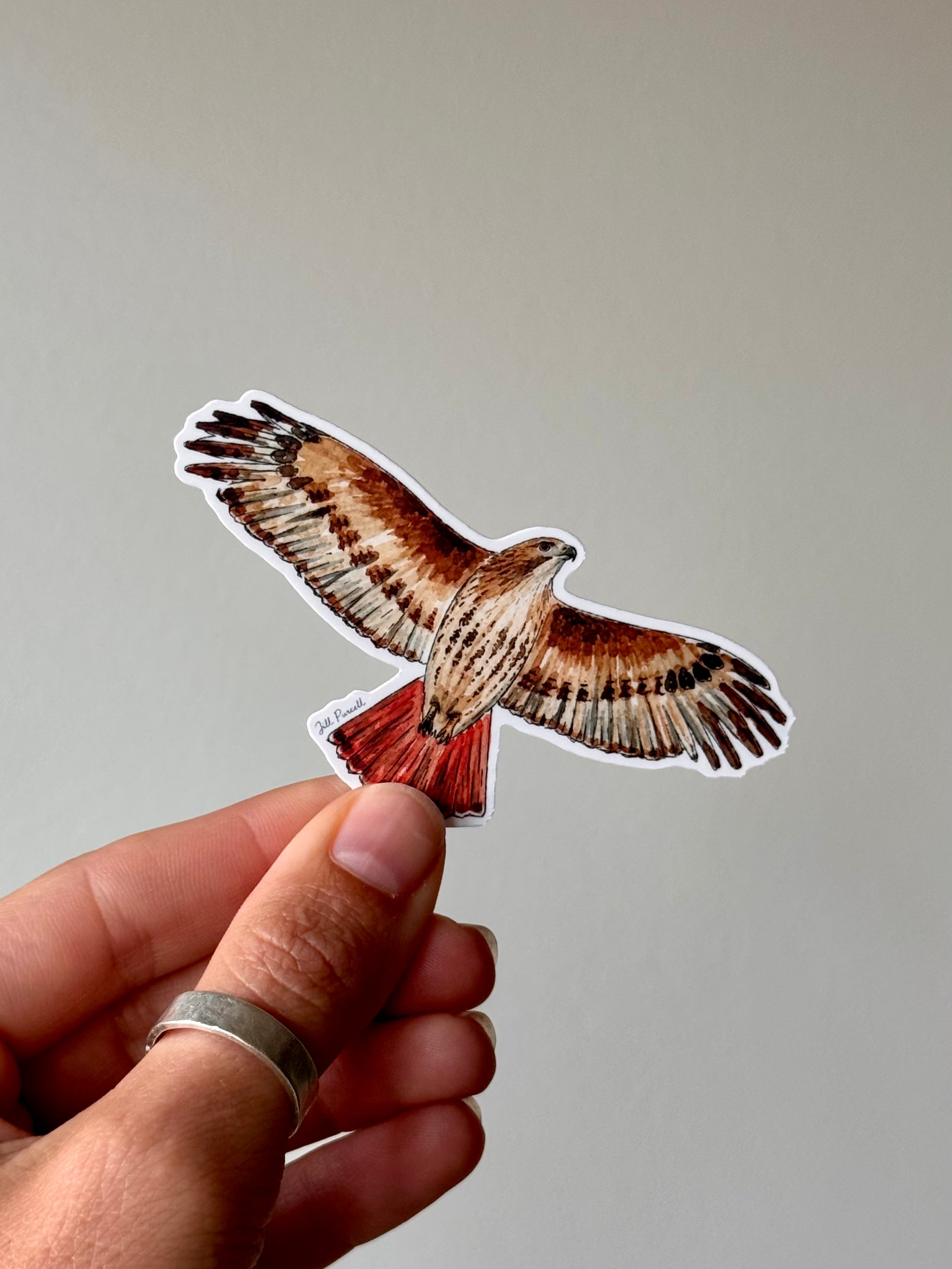 Red Tailed Hawk Sticker