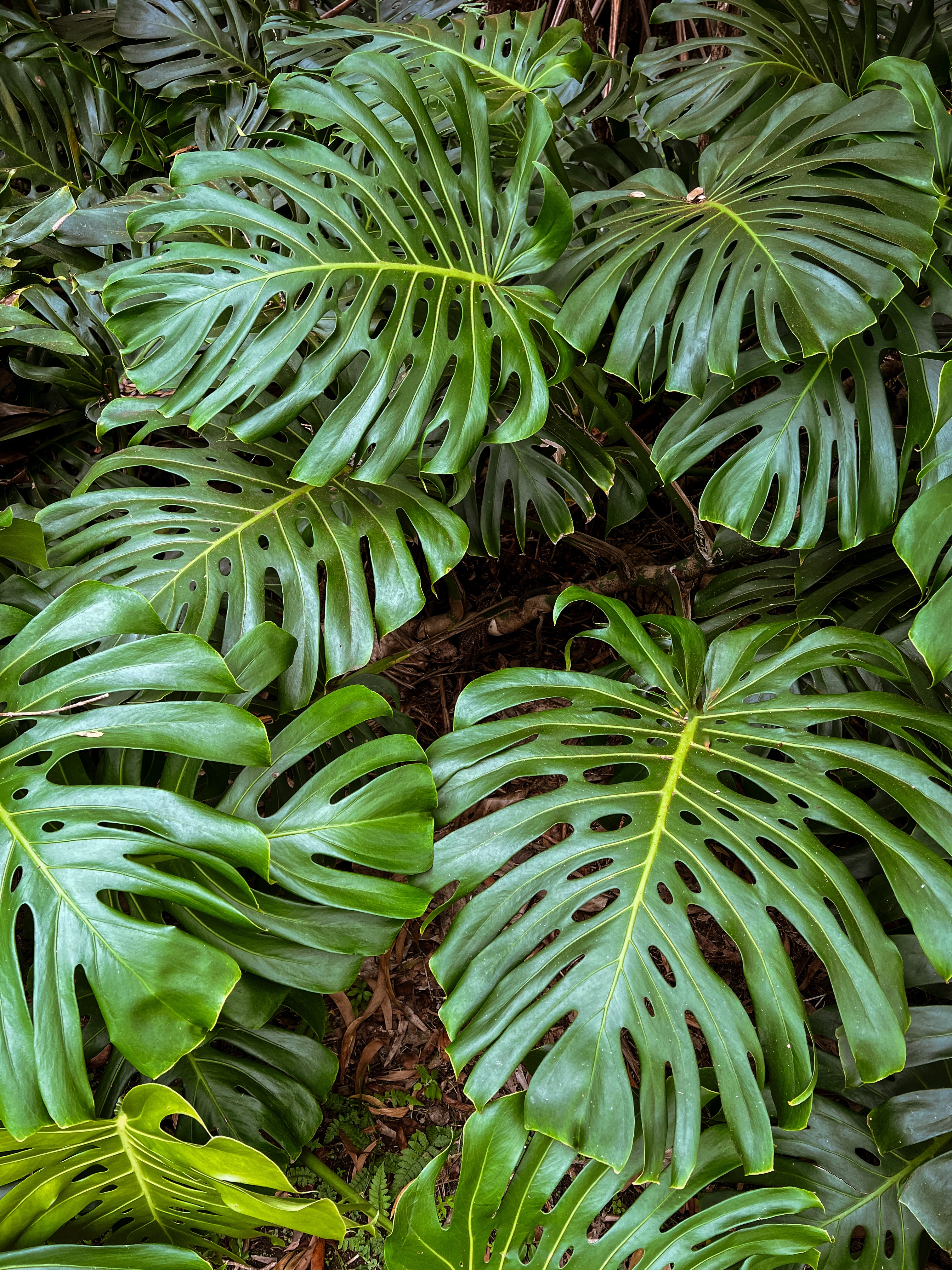 Monstera Wine Glass