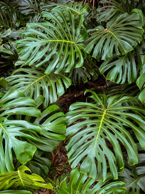 Monstera Wine Glass