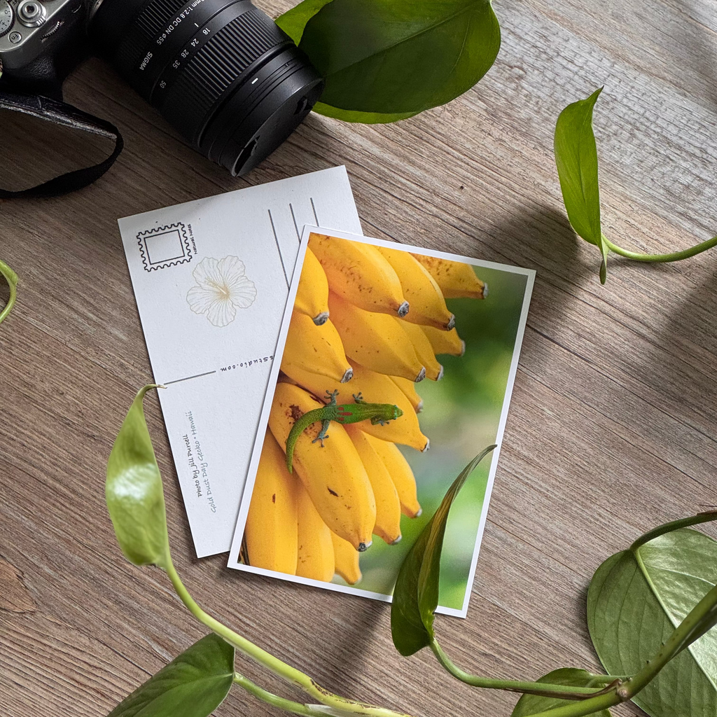 Tropical Postcards
