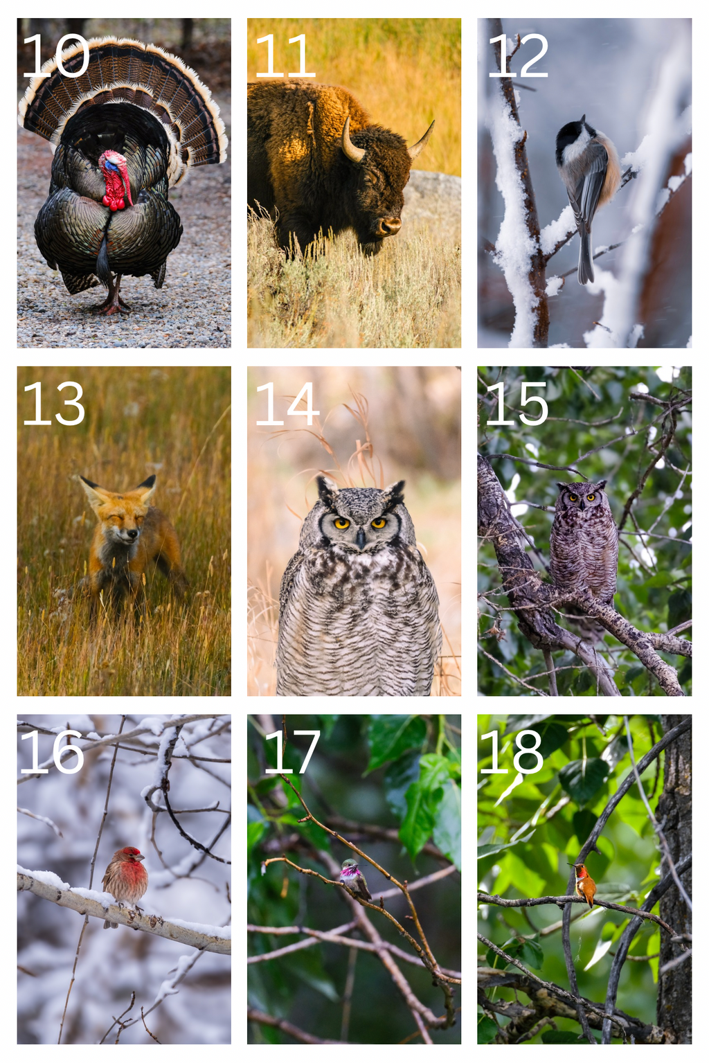 Montana Postcards