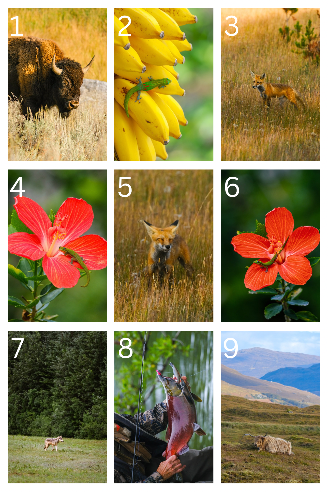 Wildlife Postcards